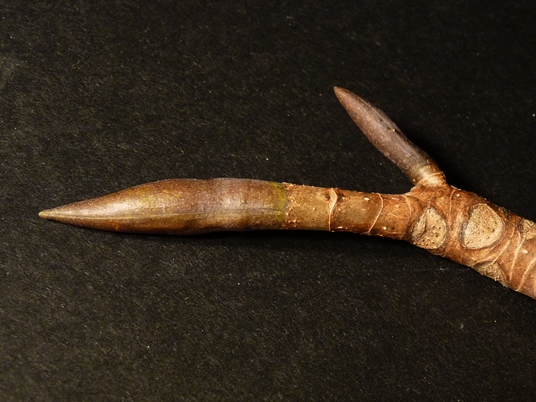 {Magnolia tripetala}